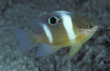  Dischistodus pseudochrysopoecilus (Monarch Damselfish)